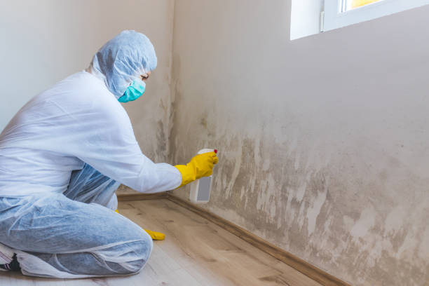 Licensed Basement Mold Remediation service in Midland, PA - Mold Remediation HQ