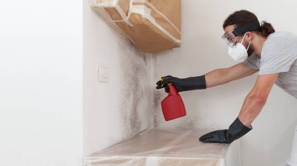 Professional Basement Mold Remediation technician working in Midland, PA