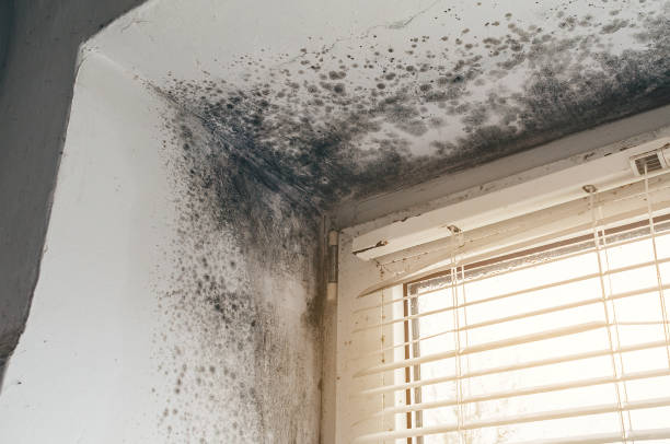 Affordable Basement Mold Remediation solutions in Midland, PA