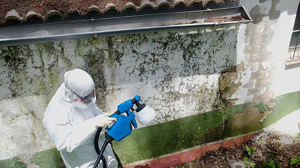 Top rated local Basement Mold Remediation specialists in Midland, PA
